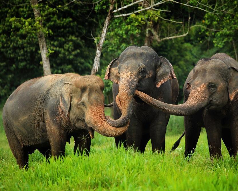 elephant hills jungle safari phuket