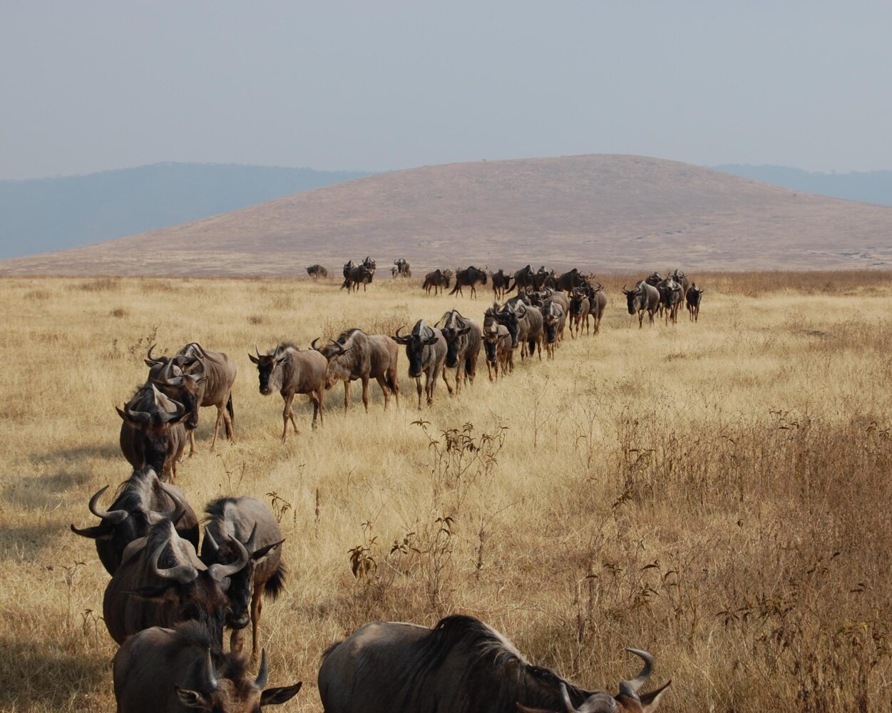 Safari "Höhepunkte Tansania" & Baden Sansibar Hintergrundbild