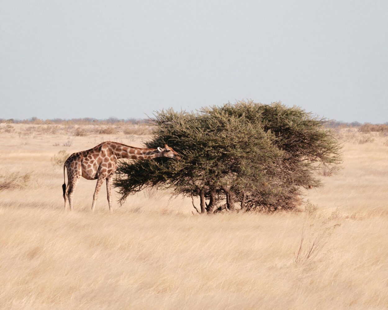 Safari-Kombo: "Kruger Nationalpark" & "Etosha Nationalpark" Hintergrundbild