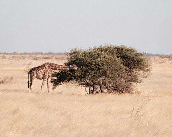 Safari-Kombo: "Kruger Nationalpark" & "Etosha Nationalpark"