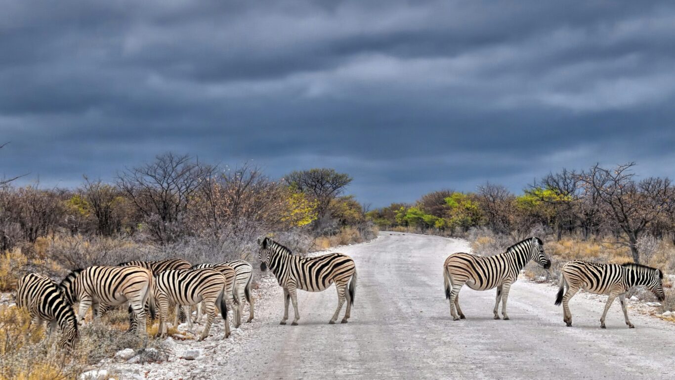 Safari Namibia