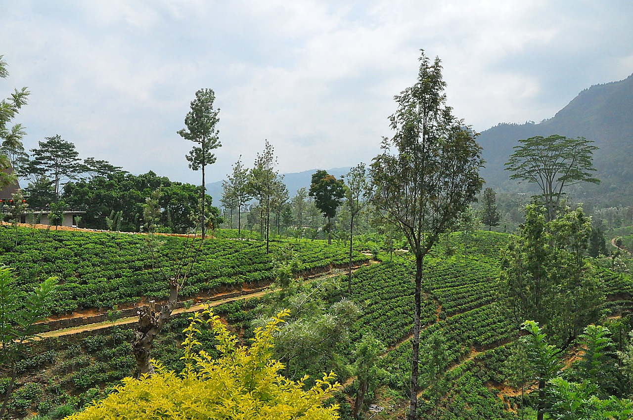 Nuwara Eliya