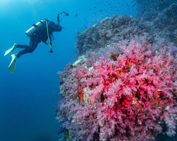 Reiseangebote Rebak Island