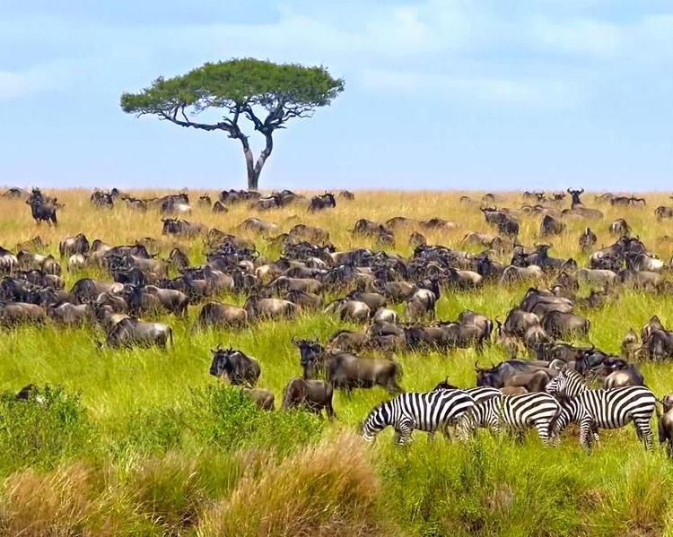 Safari "Tansania - auf der Pirsch am Kilimanjaro" Hintergrundbild