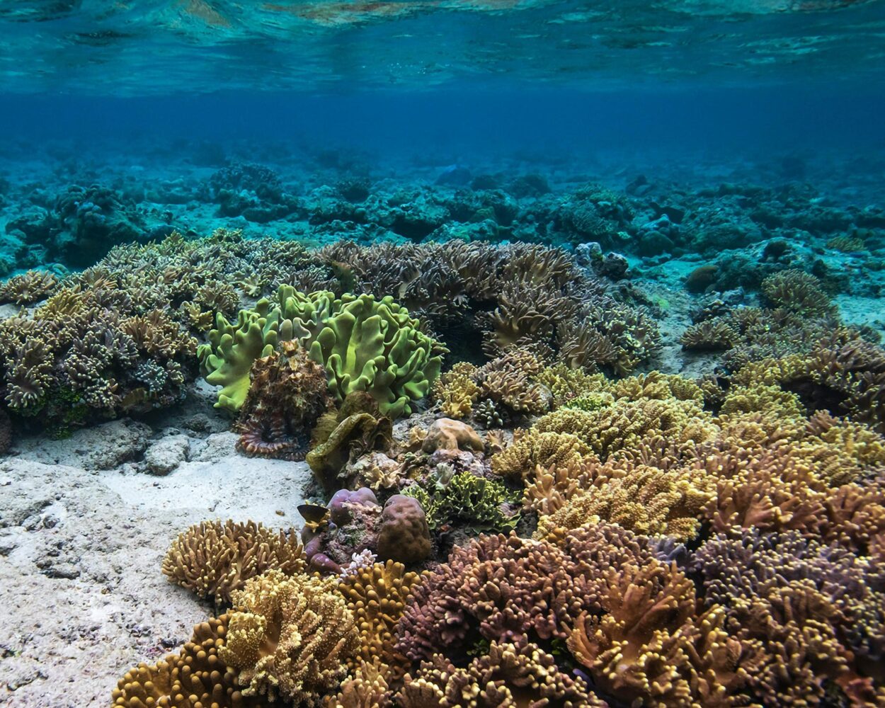 Kultur in Ubud, Strände in Süd Bali & Privatrundreise "Nordsulawesi & Bunaken Inseln" Hintergrundbild