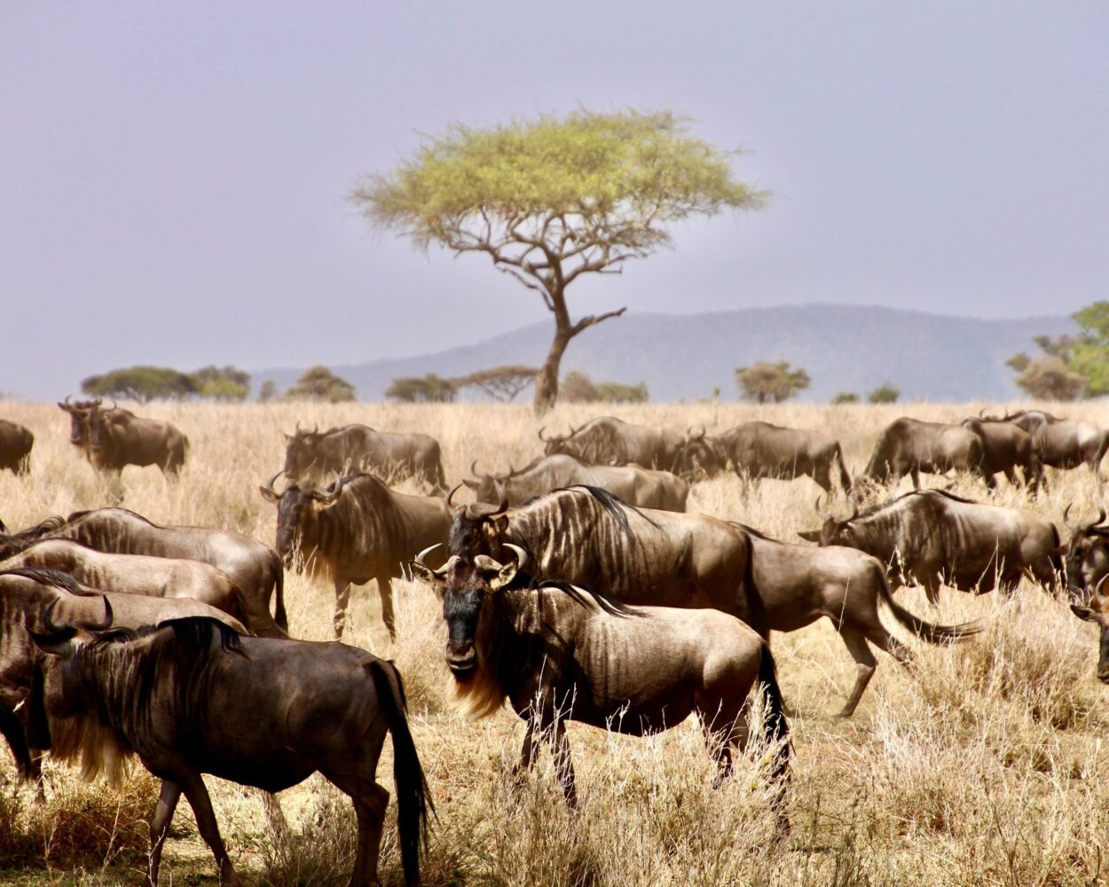 Flugsafari "Serengeti, Ngorongoro und Lake Manyara" & All Inclusive Sansibar Hintergrundbild