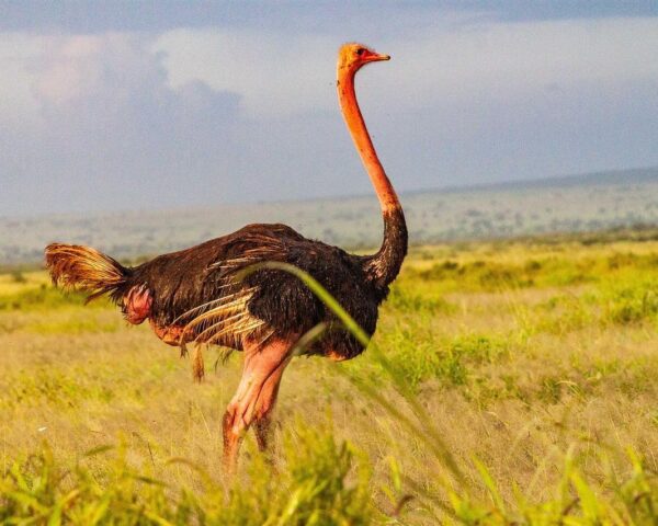 Nairobi, Safari "Amboseli Nationalpark" & Baden auf der Insel Lamu