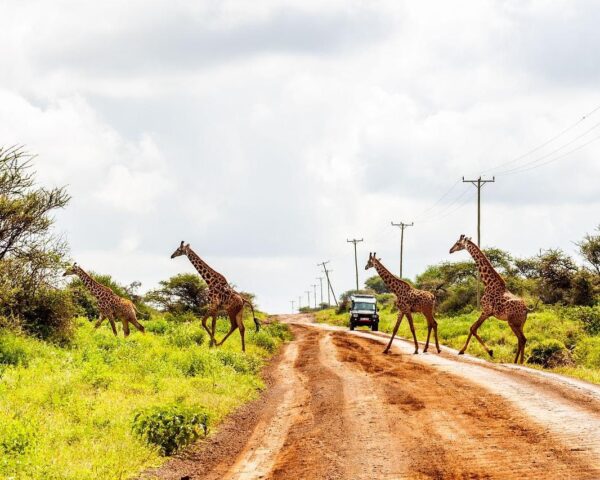 Nairobi, Safari "Amboseli Nationalpark" & Baden auf der Insel Lamu und Bamburi