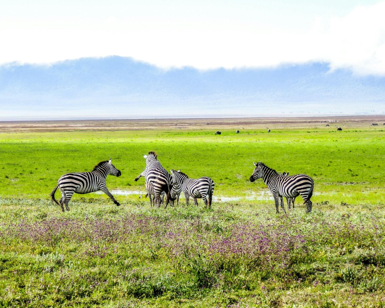 Safari "Abenteuer Tansania" Hintergrundbild