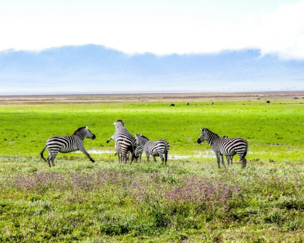 Safari "Abenteuer Tansania"