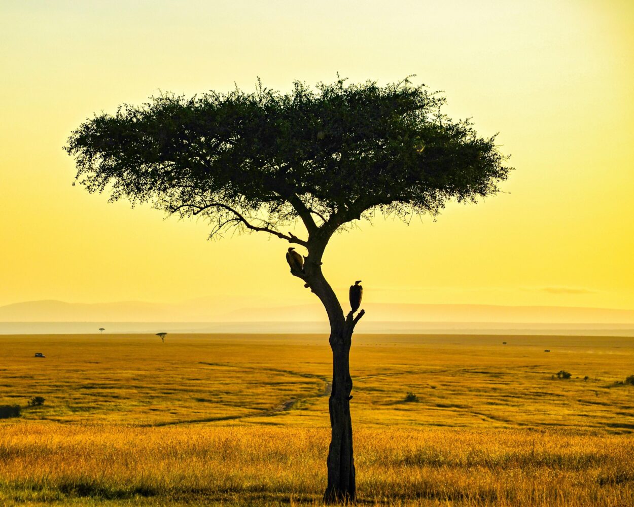 Safari "Kenia Explorer" & All Inclusive Baden Hintergrundbild