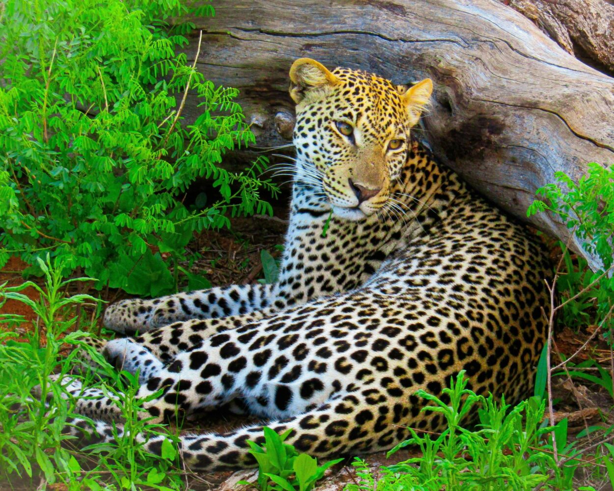 Safari "Masai Mara Nationalpark" (ab/bis Mombasa) Hintergrundbild