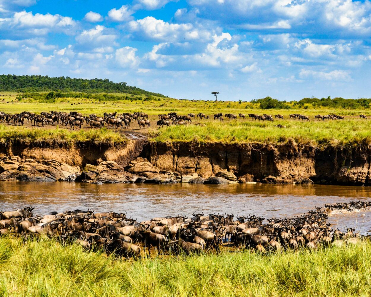 Safari "Naivasha und Masai Mara" Hintergrundbild