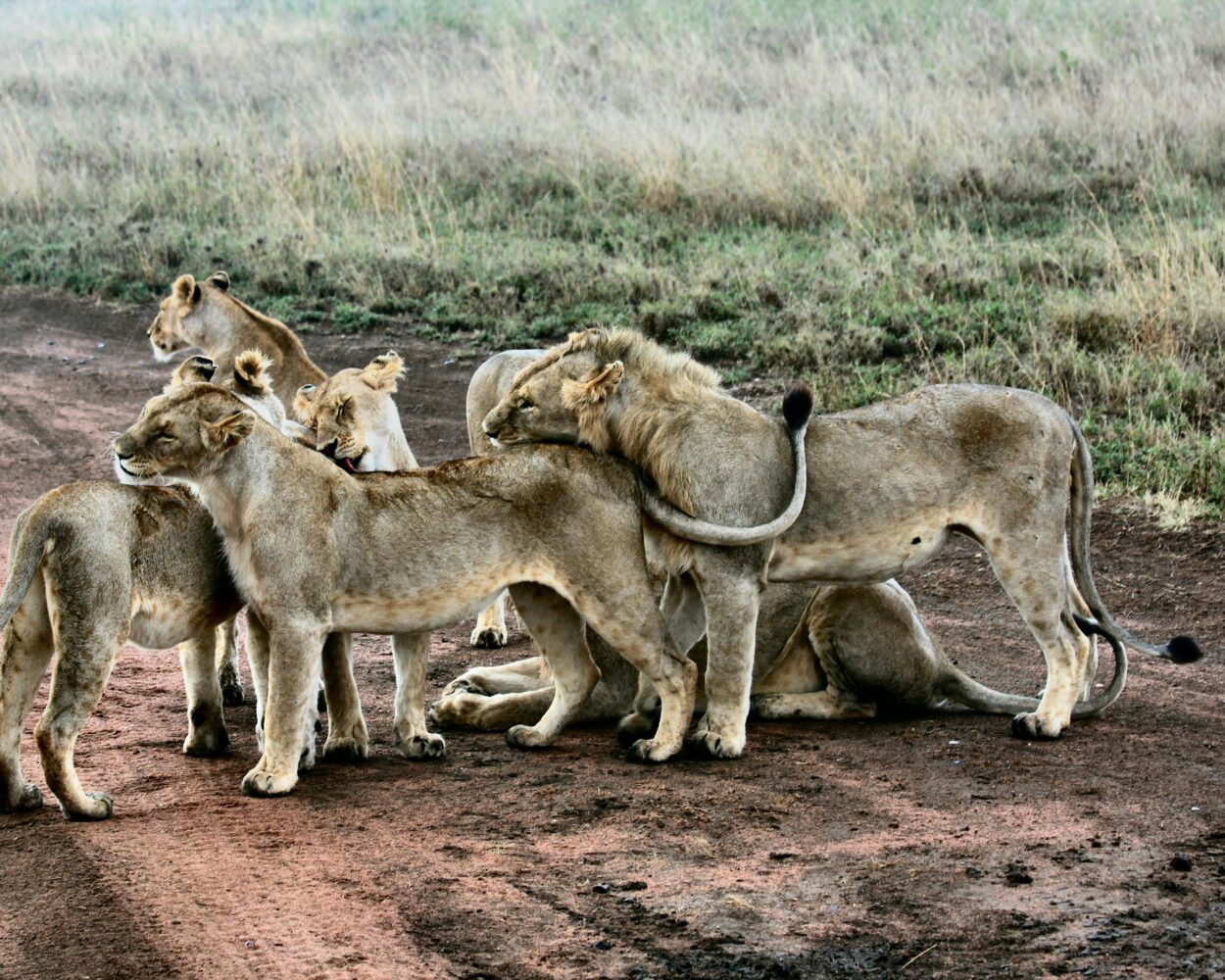 Safari "Serengeti Nationalpark" (ab Arusha bis Sansibar) Hintergrundbild