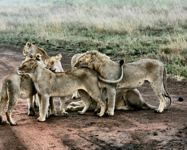 Safari "Serengeti Nationalpark" (ab Arusha bis Sansibar)