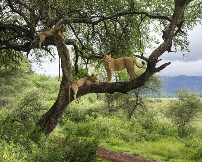Safari "Tansania entdecken" & Baden auf Sansibar Hintergrundbild