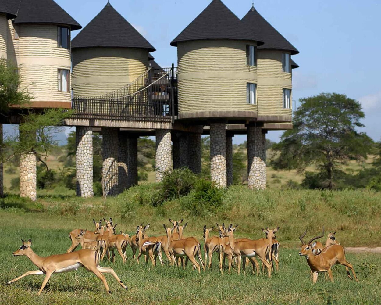 Tsavo Familiensafari Hintergrundbild