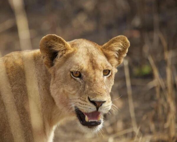 Dar es Salaam, 4 Tage Safari im Ruaha Nationalpark & Sansibar