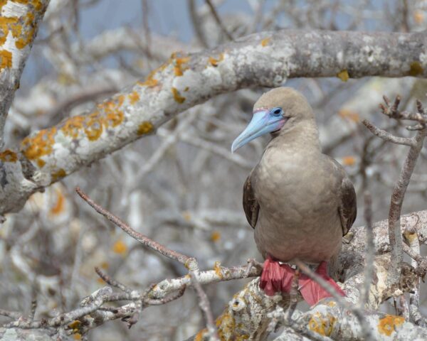 Ecuador mit dem Mietwagen & Galapagos Legend "Nord-Zentral"