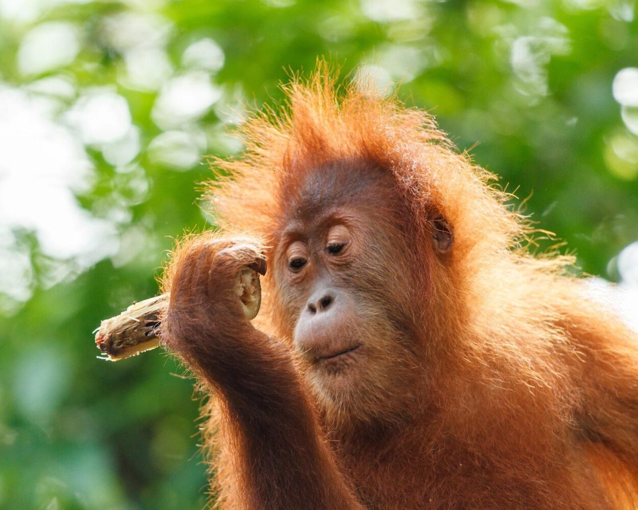 Privatrundreise "Orang Utan & Lake Toba" Hintergrundbild