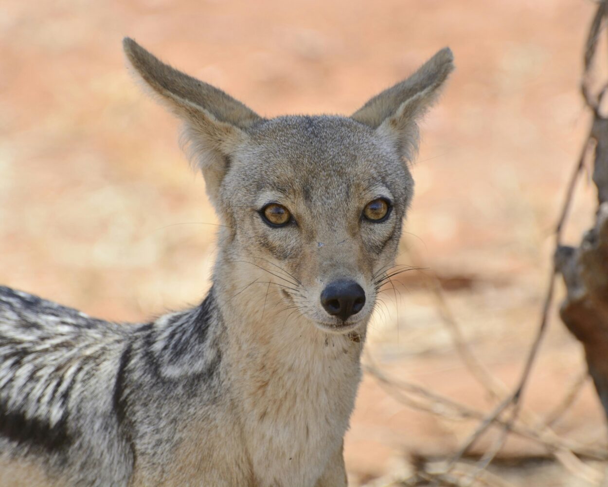 Safari "Ruaha Nationalpark" (inkl. Flug ab/bis Dar es Salaam) Hintergrundbild