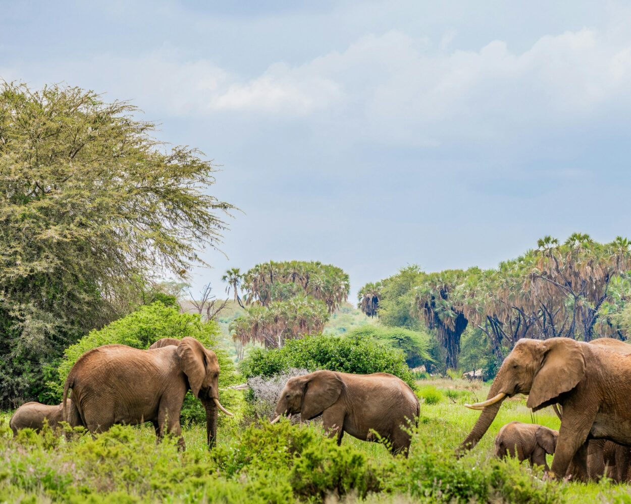 Safari "Samburu, Mount Kenya & Naivasha" & Baden Diani Beach Hintergrundbild