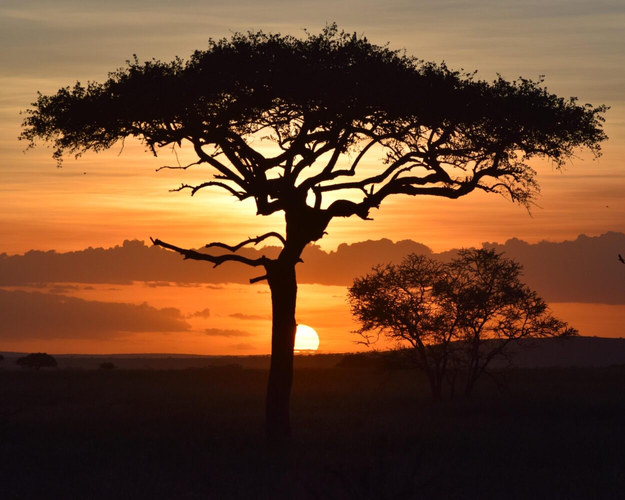 Safari "Serengeti Nationalpark" & eine Woche Sansibar Hintergrundbild