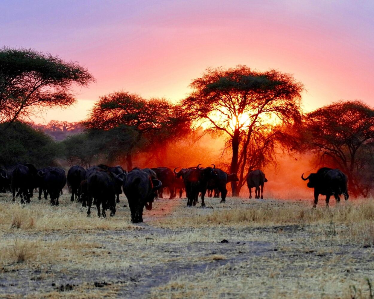 Safari "Tarangire Nationalpark" & Baden auf Sansibar Hintergrundbild