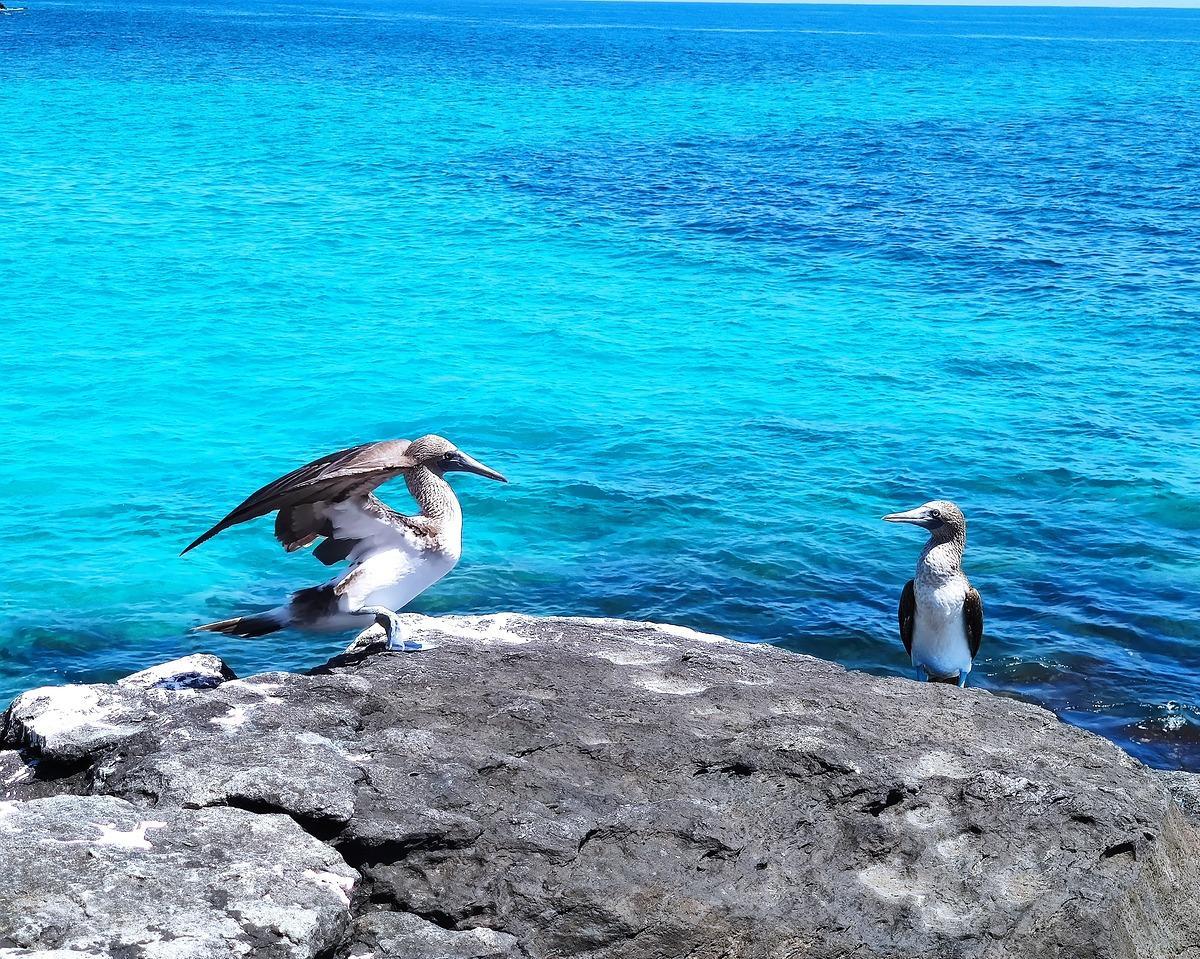 Cuenca, Guayaquil, Galapagos, Banos & Quito inkl. Ausflügen Hintergrundbild