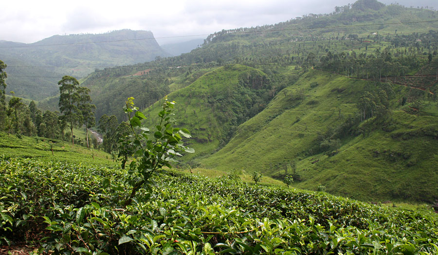 Privatrundreise "Sri Lanka aktiv - Regenwald & Wanderwege" & Baden Hintergrundbild