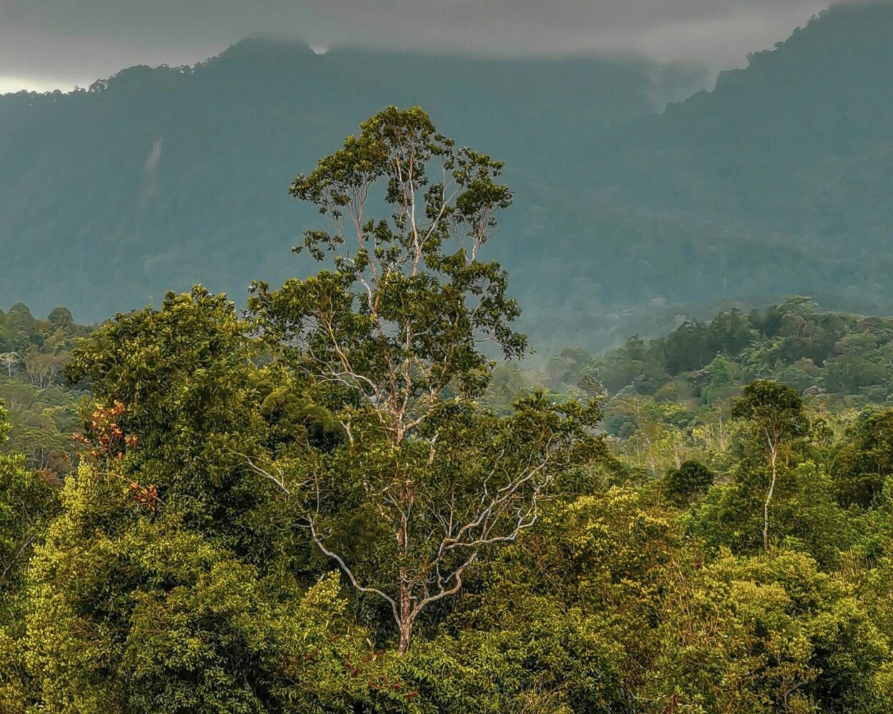 Rundreisen-Kombi "Borneos Geheimnisse" + "Mulu Nationalpark" & Baden Sabah Hintergrundbild