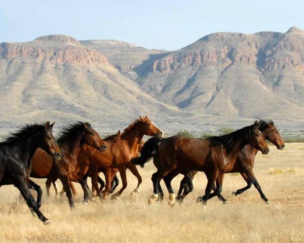 Rundreise/Safari "Entdeckungsreise Namibia" (inkl. Fluganreise)