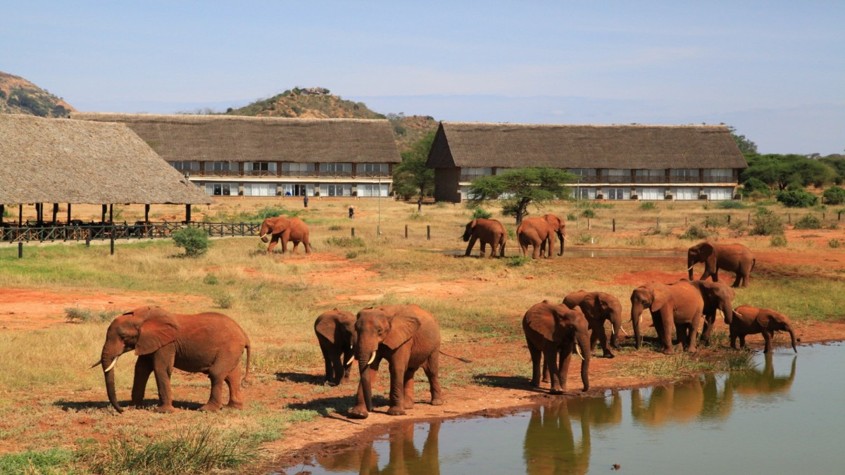 Badeurlaub Kenia & 2 Tage Safari im Tsavo Nationalpark Hintergrundbild