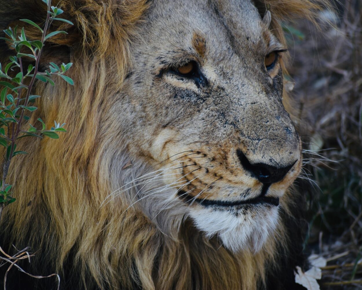 Camping Safari "16 Tage Botswana mit Viktoriafälle" (inkl. Flüge) Hintergrundbild