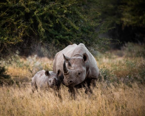 Johannesburg, Safari "Entdeckung der Wildnis", Durban & Kapstadt