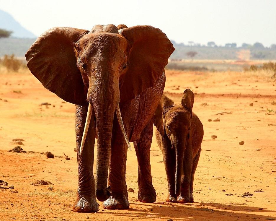 Kenia - Safari & Baden Hintergrundbild