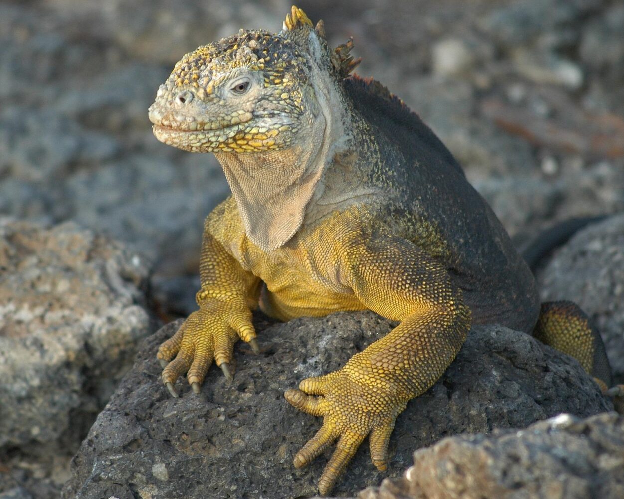 Ecuadors Festland mit dem Mietwagen, Rundreise "Naturparadies Galapagos" & Guayaquil Hintergrundbild