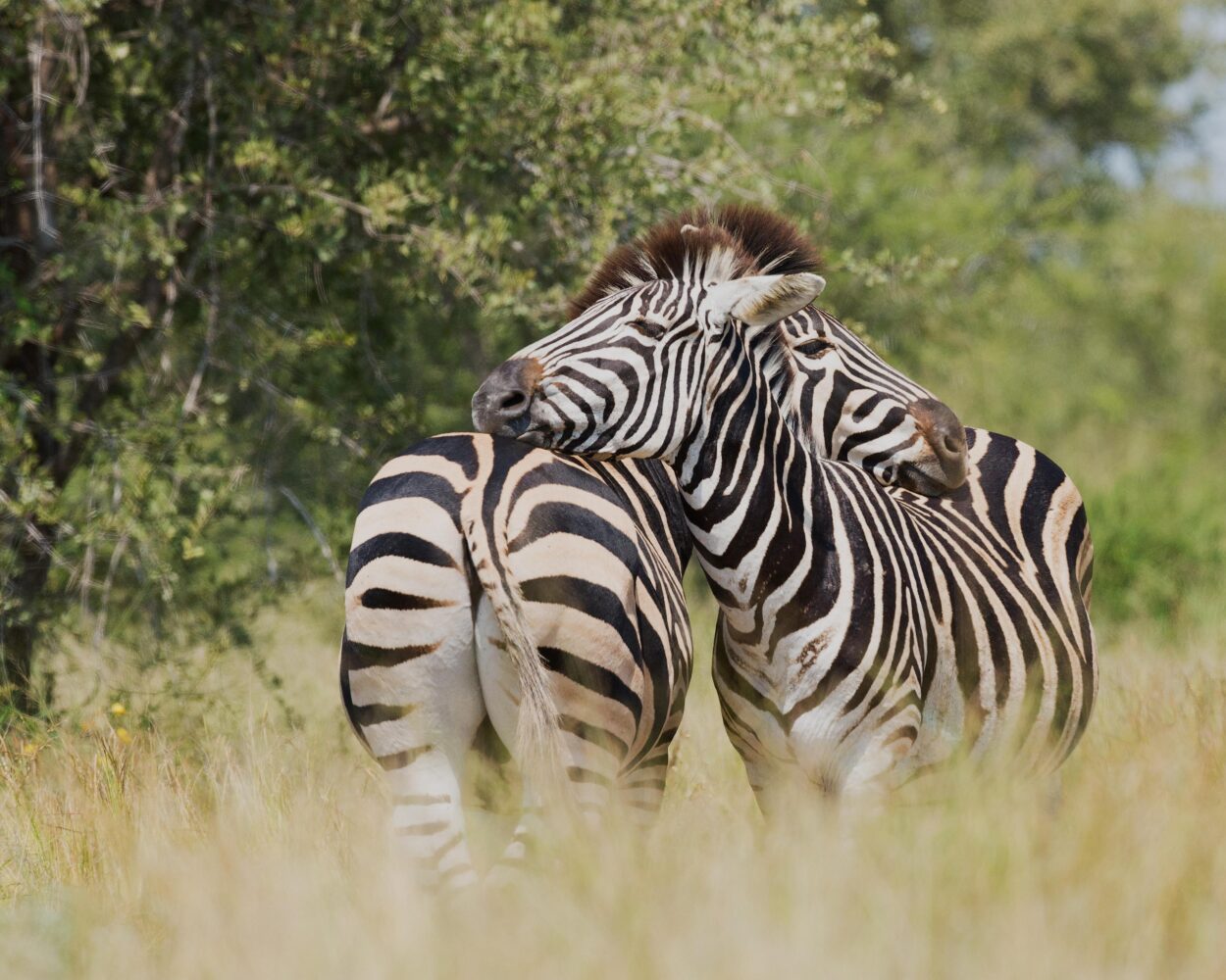 Rundreise mit Safari "Südafrikas Wildparks" & Baden auf Mauritius Hintergrundbild