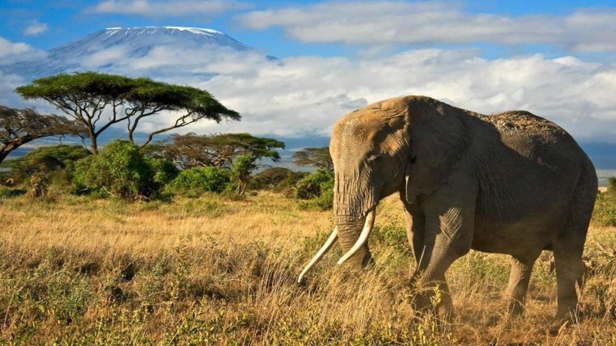 Safari "Amboseli & Tsavo Nationalpark" & Baden auf der Insel Lamu Hintergrundbild