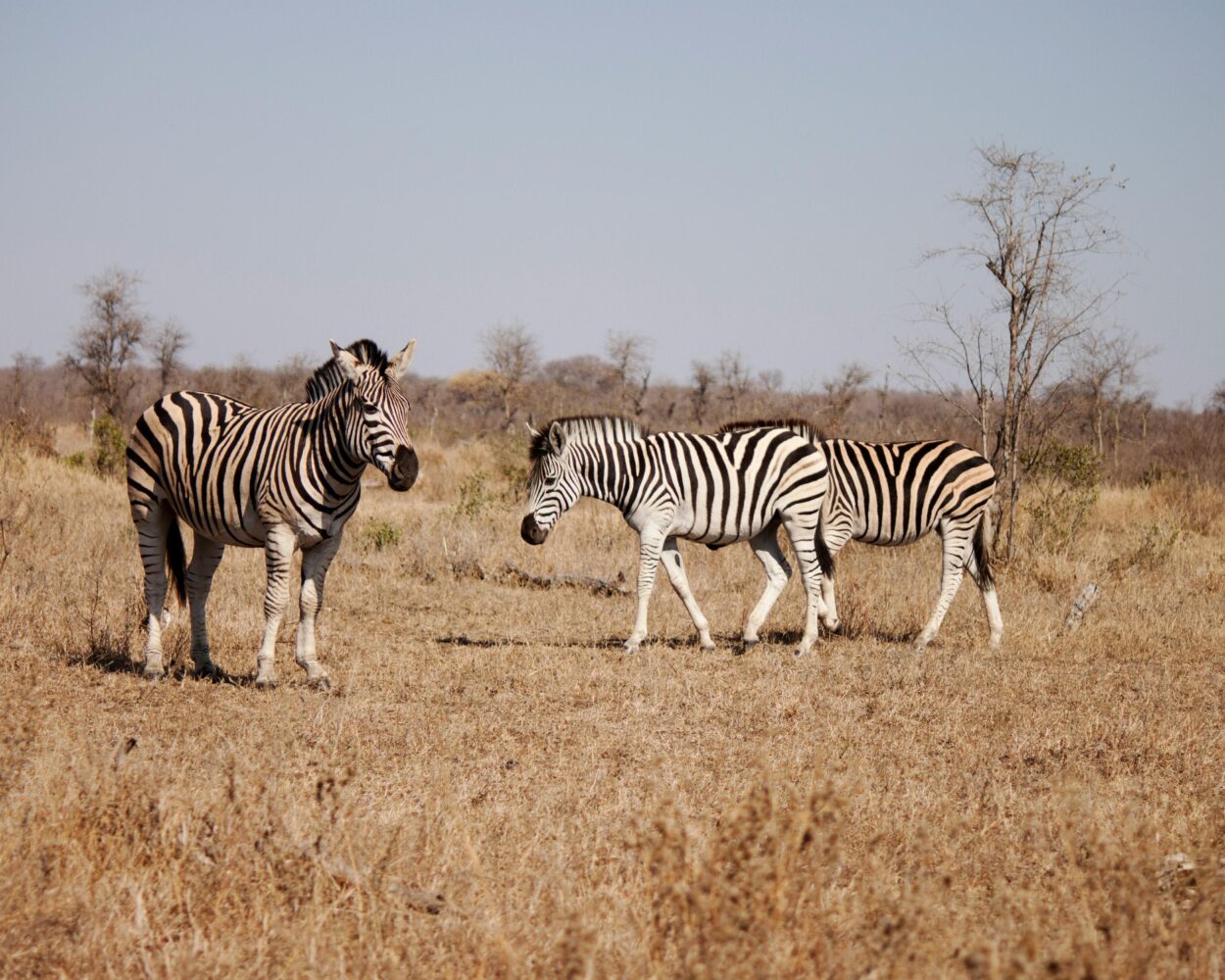 Johannesburg, Safari "Kruger Nationalpark mit Panorama Route" & Baden Mauritius Hintergrundbild