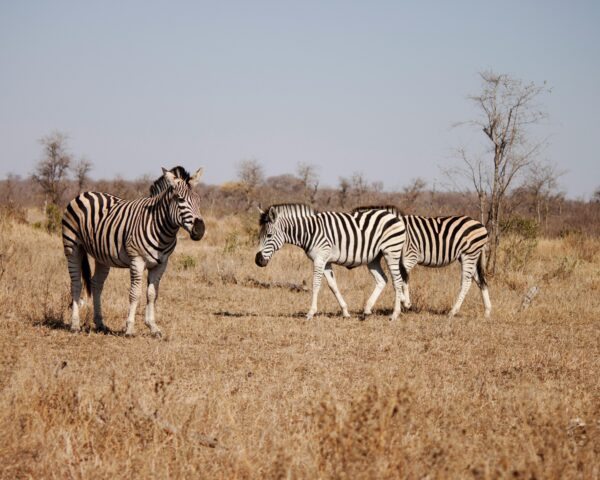 Johannesburg, Safari "Kruger Nationalpark mit Panorama Route" & Baden Mauritius