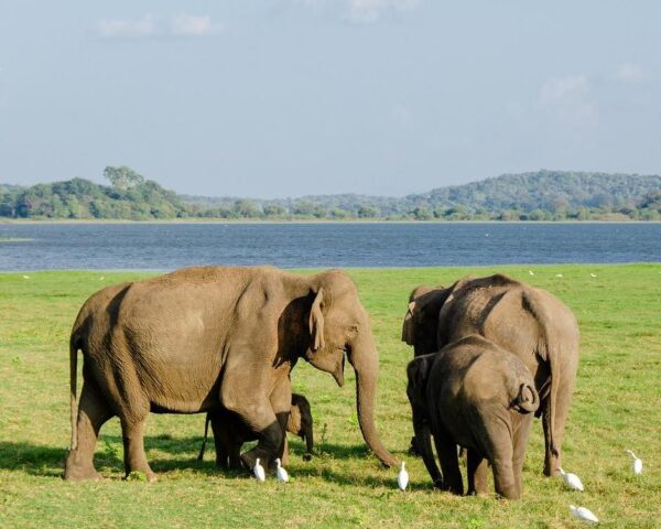 Tempel und Safari im Kulturdreieck & Baden in Trincomalee