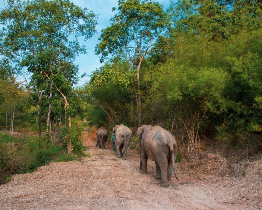 Thailand: Elefanten Bush Camp, Cities & Beachhopping Hintergrundbild