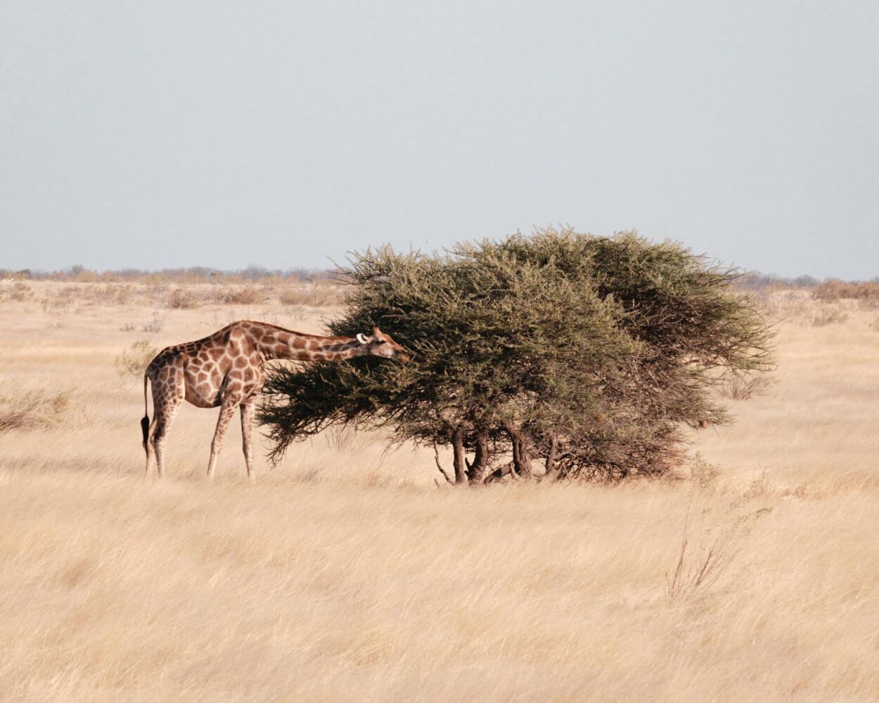 Windhoek, Safari "Etosha Nationalpark" und Safari "Sossusvlei" & Erholung Swakopmund Hintergrundbild