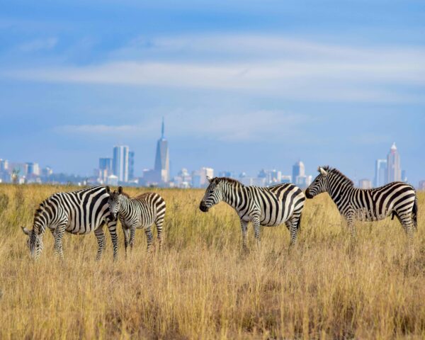 Nairobi inkl. Kurz-Safari & Baden Malindi Beach