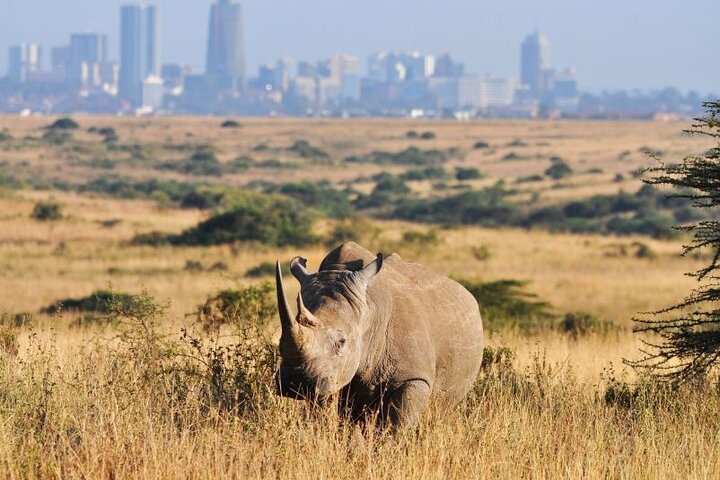 Nairobi inkl. Safari-Tour & Baden auf Sansibar Hintergrundbild