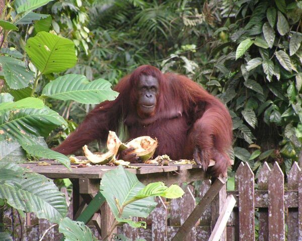 Rundreise "Borneos Geheimnisse", Kuala Lumpur & Baden Phuket