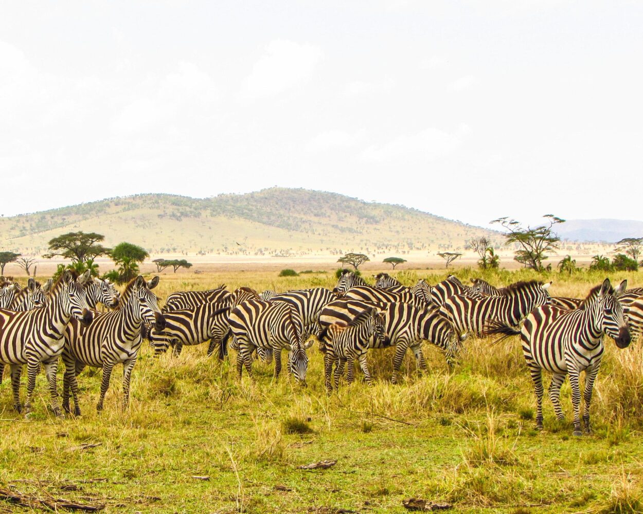 Safari in der Serengeti & Baden in Kenia Hintergrundbild