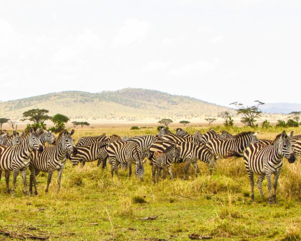 Safari in der Serengeti & Baden in Kenia