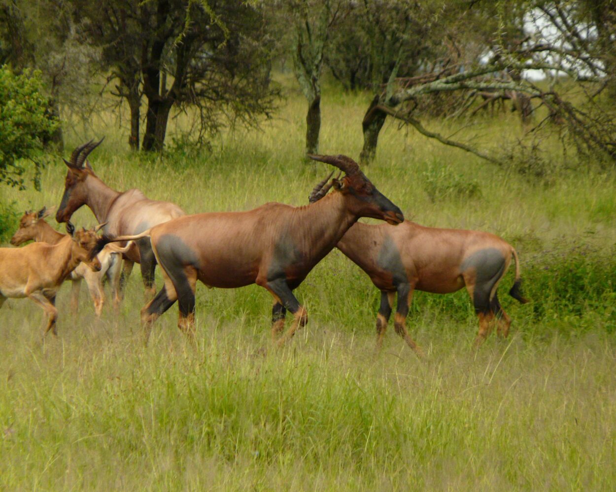 Tansania individuell! Von der Serengeti bis Sansibar Hintergrundbild